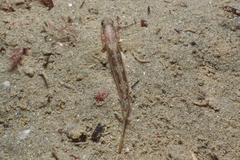 Acentrogobius pflaumii