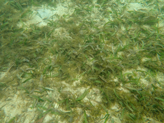 Thalassia