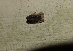 Melanoliarus placitus