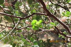 Arctostaphylos pringlei drupacea