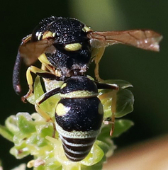 Stenodynerus anormis