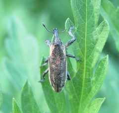 Lixus scrobicollis