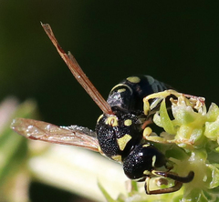 Stenodynerus anormis