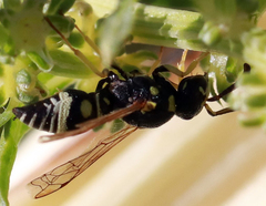 Stenodynerus anormis