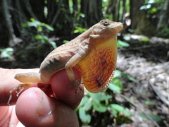 Anolis subocularis