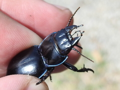 Pasimachus elongatus