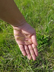 Hesperostipa spartea