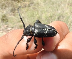 Acanthoderes funeraria