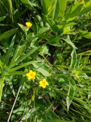 Lithospermum canescens