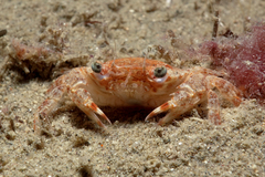 Liocarcinus