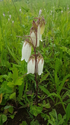 Campanula punctata iNat (3)