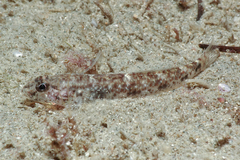 Favonigobius exquisitus