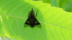 Chrysops cincticornis