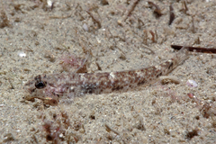 Favonigobius exquisitus