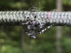Araneus nordmanni