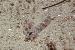Favonigobius exquisitus