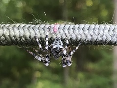 Araneus nordmanni