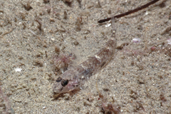 Favonigobius exquisitus