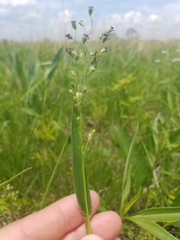 Dichanthelium leibergii
