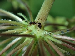 Prenolepis