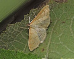 Paratalanta hyalinalis