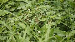 Hermeuptychia canthe