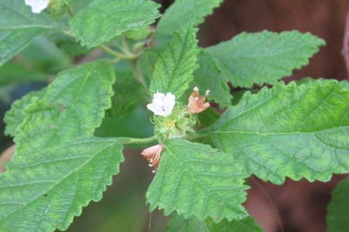 Varronia globosa image