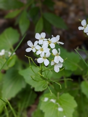 Cardamine cordifolia