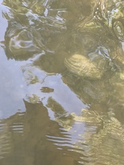 Unionoidea