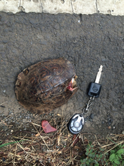 Rhinoclemmys pulcherrima manni