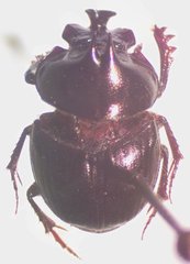 Onthophagus praecellens