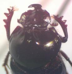 Onthophagus praecellens