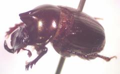 Onthophagus praecellens