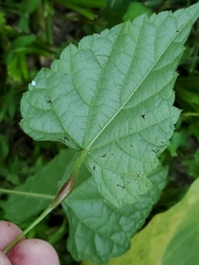 Neolasioptera vitinea