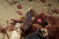 Pseudophycis breviuscula