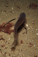 Pseudophycis breviuscula