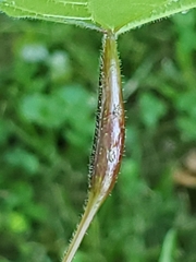 Neolasioptera vitinea