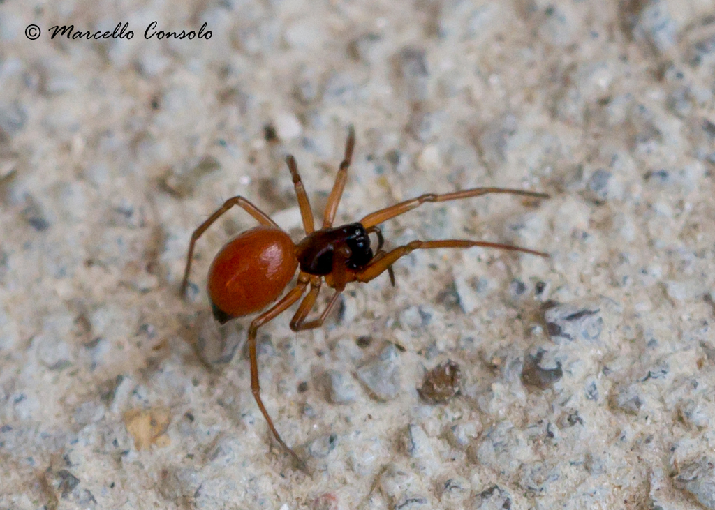 Ostearius melanopygius (Checklist of Spiders of San Diego County