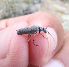 Epicauta maculata-group