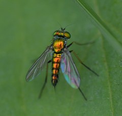 Condylostylus caudatus