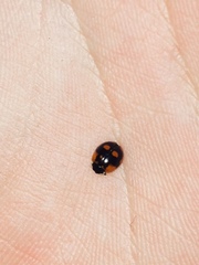 Adalia bipunctata