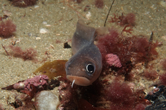 Pseudophycis breviuscula