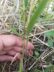 Dichanthelium leibergii