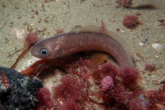 Pseudophycis breviuscula