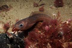 Pseudophycis breviuscula