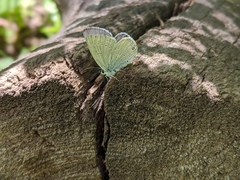 Cupido amyntula
