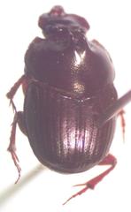Onthophagus praecellens
