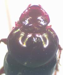Onthophagus praecellens