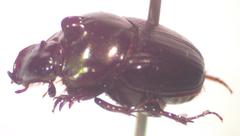 Onthophagus praecellens