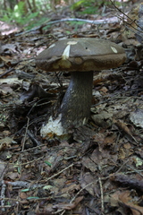 Leccinum variicolor